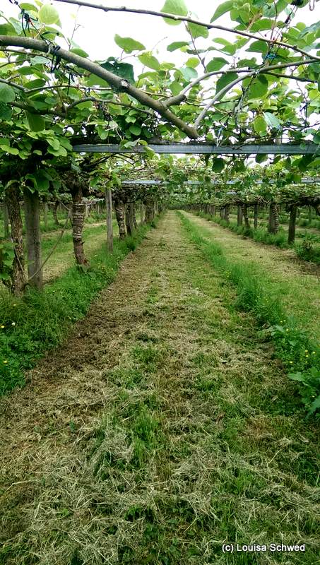 Unser neuer Arbeitsplatz: die Kiwiplantage